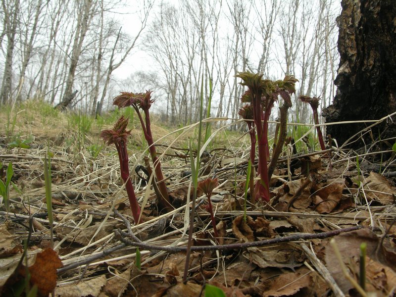 Изображение особи Aruncus dioicus.