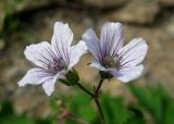 Geranium krylovii. Цветки. Красноярский край, Ермаковский р-н, парк \"Ергаки\", Западный Саян, окр. Полки, кедрово-пихтовое редколесье. 10.06.2009.