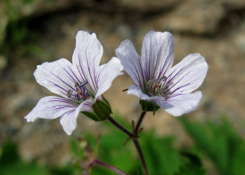 Изображение особи Geranium krylovii.