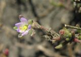 Spergularia marina