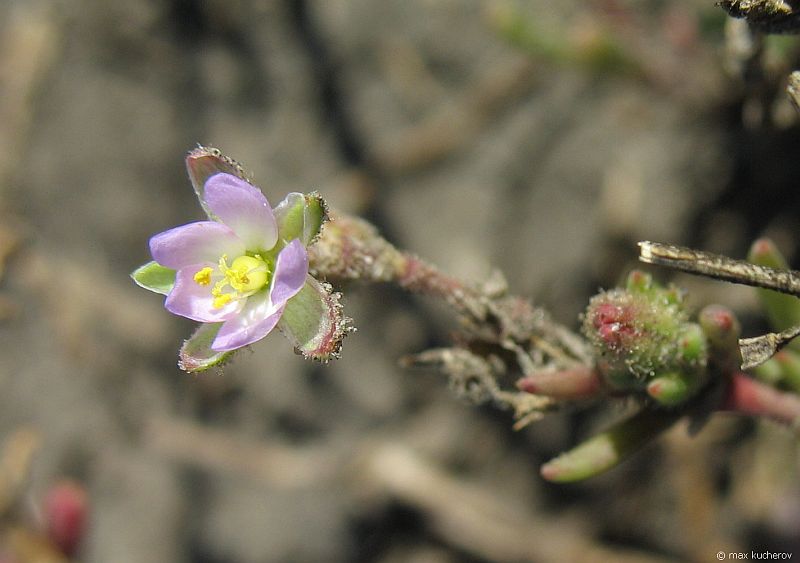 Image of Spergularia marina specimen.