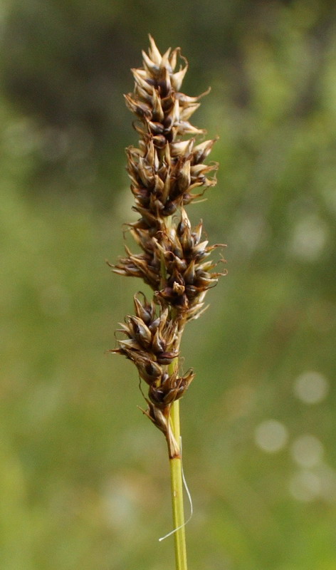 Image of Carex appropinquata specimen.