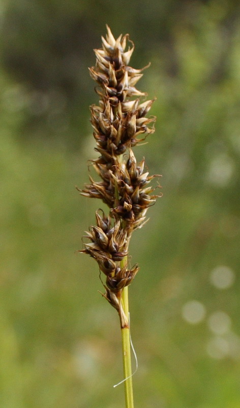 Изображение особи Carex appropinquata.