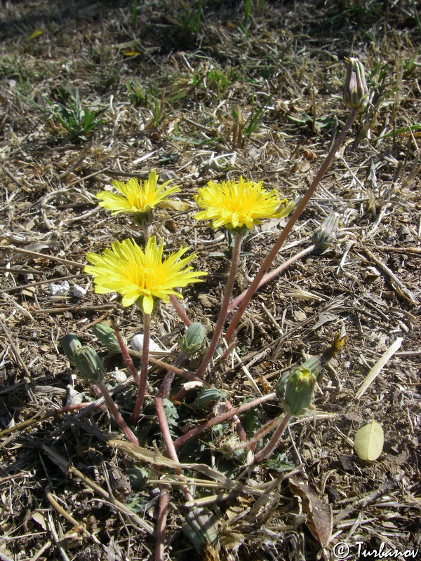 Изображение особи Taraxacum hybernum.