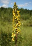 Ligularia sibirica. Соцветие. Архангельская обл., Вельский р-н, окр. ст. Солга, у р. Семженьга. 21 июля 2010 г.