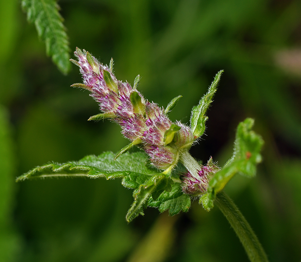 Изображение особи Betonica officinalis.