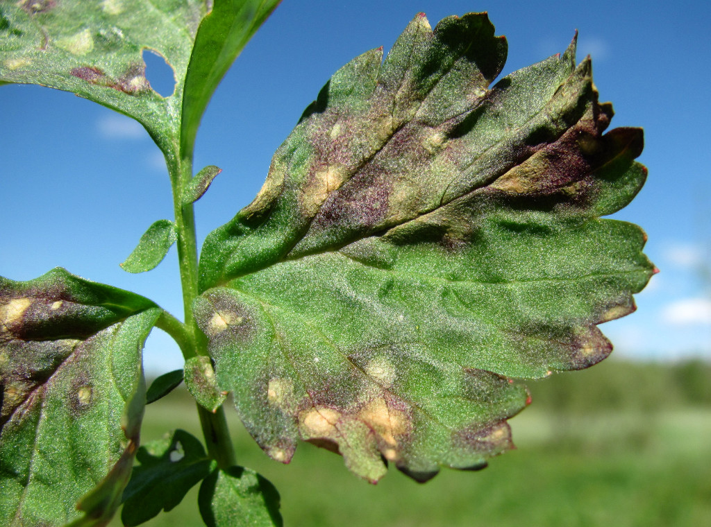 Image of Geum rivale specimen.
