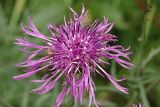 Centaurea scabiosa. Соцветие. Тверская обл., Осташковский р-н, дер. Кравотынь, луг на песчаной почве. 23.07.2015.