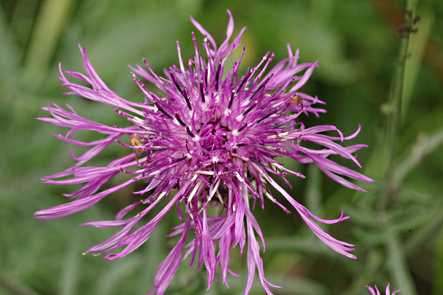 Image of Centaurea scabiosa specimen.