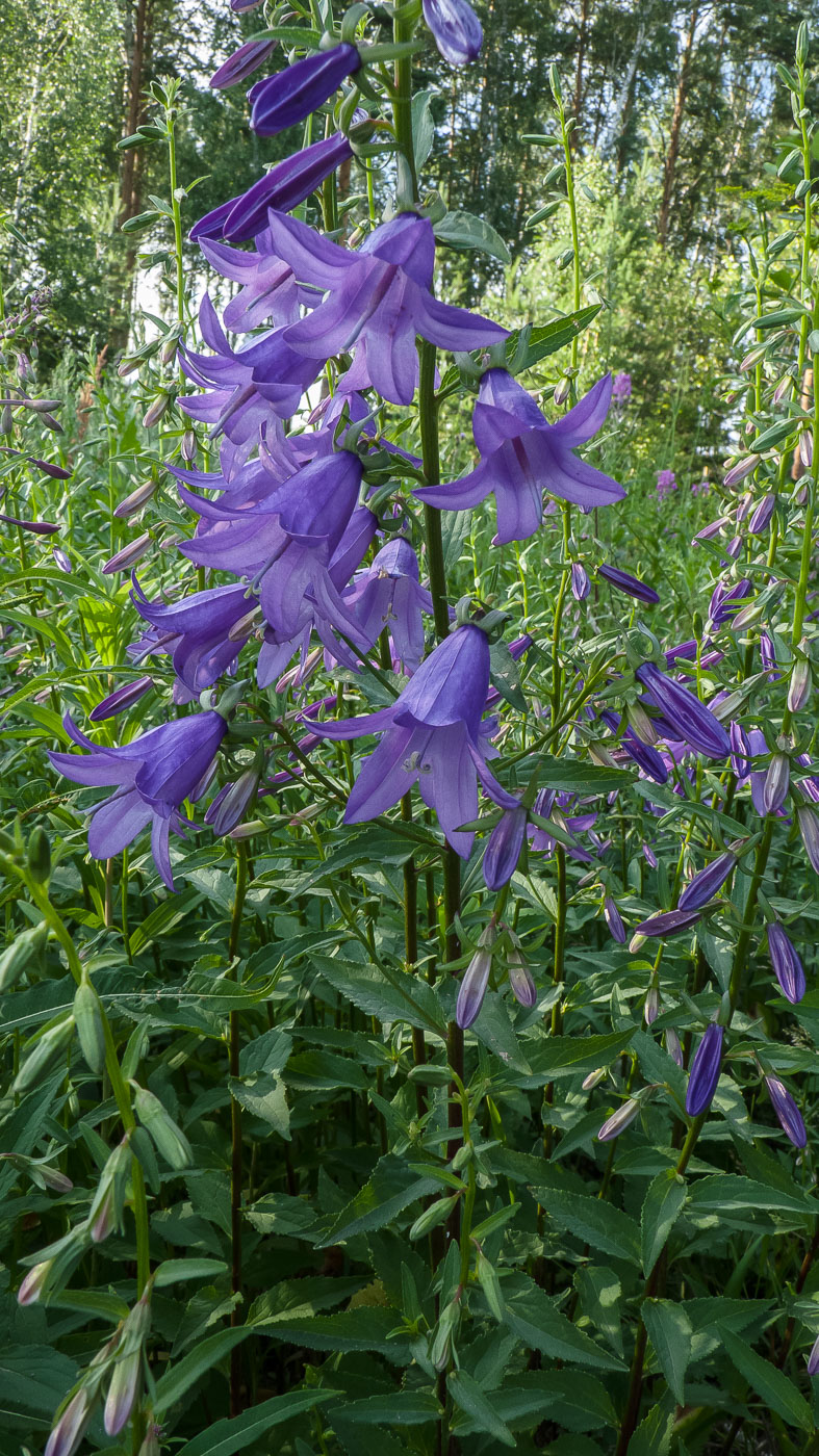 Image of Campanula rapunculoides specimen.