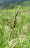 Carex tristis. Соплодие и отцветший тычиночный колосок. Краснодарский край, хр. Аибга, субальпийский луг, выс. ок. 2400 м н.у.м. 02.07.2015.