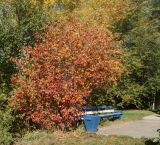 Crataegus mollis