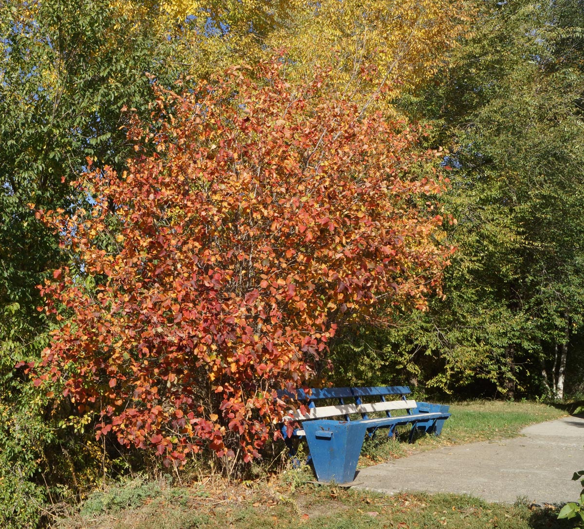 Изображение особи Crataegus mollis.