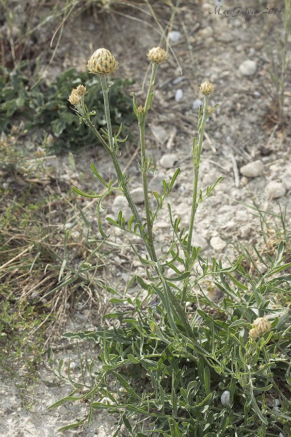 Image of Centaurea orientalis specimen.