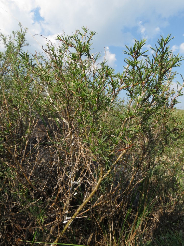 Изображение особи Caragana stenophylla.