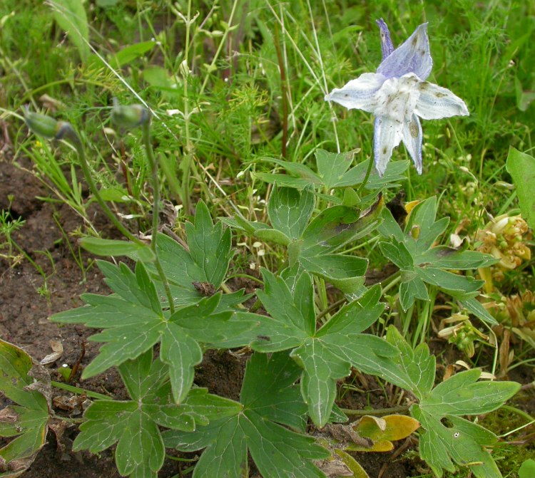 Image of genus Delphinium specimen.