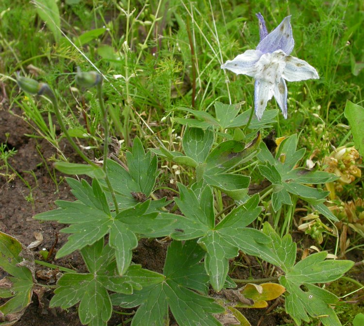 Изображение особи род Delphinium.