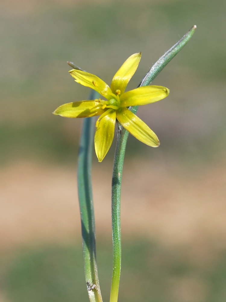 Image of Gagea capusii specimen.