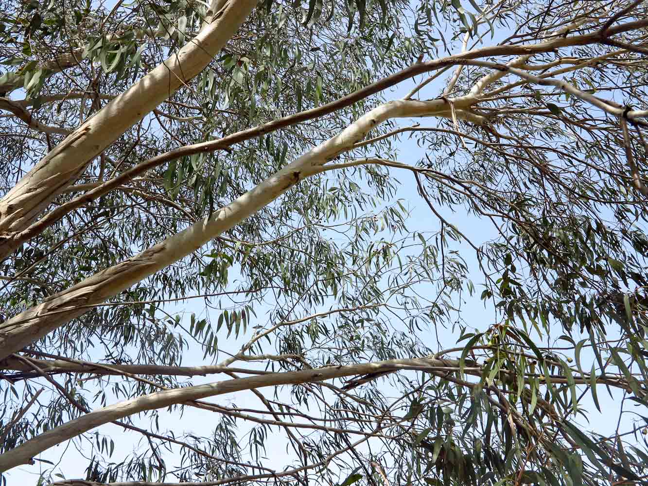 Image of Eucalyptus leucoxylon specimen.