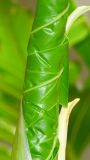 Philodendron bipinnatifidum