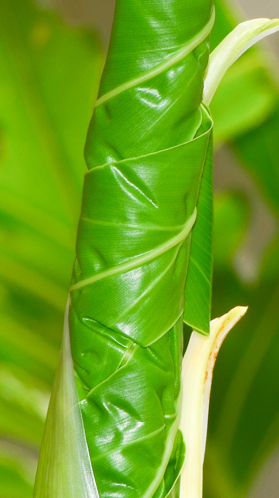 Изображение особи Philodendron bipinnatifidum.