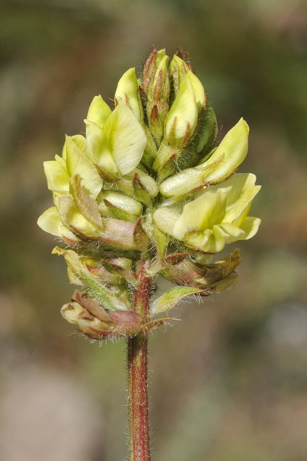 Изображение особи Oxytropis meinshausenii.