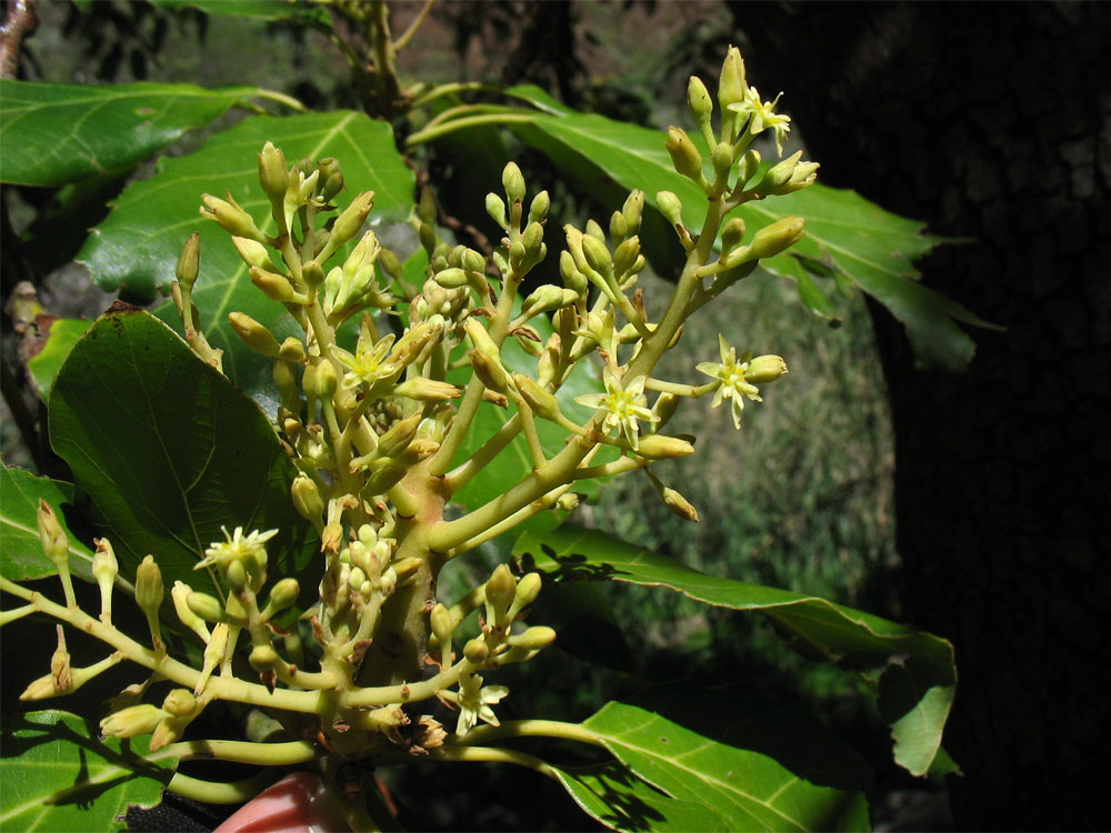 Image of Persea americana specimen.