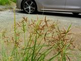 Cyperus longus. Верхушки растений с соцветиями. Франция, Приморские Альпы, пригород Граса, рудеральное местообитание. 22.07.2014.