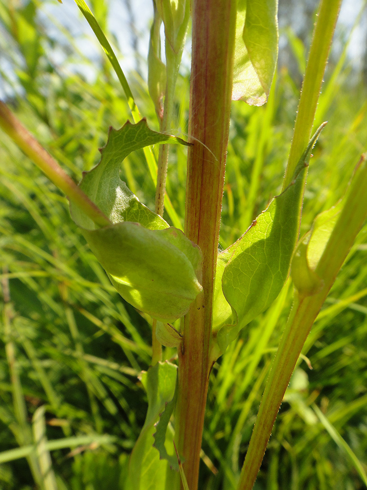 Image of Ligularia sibirica specimen.