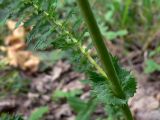 Filipendula vulgaris