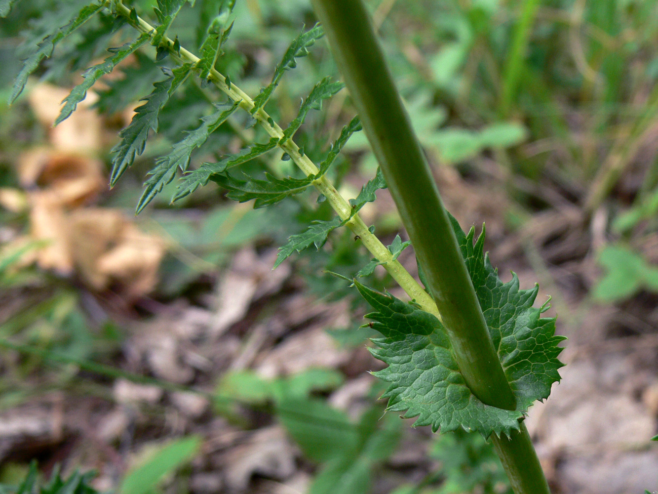 Image of Filipendula vulgaris specimen.