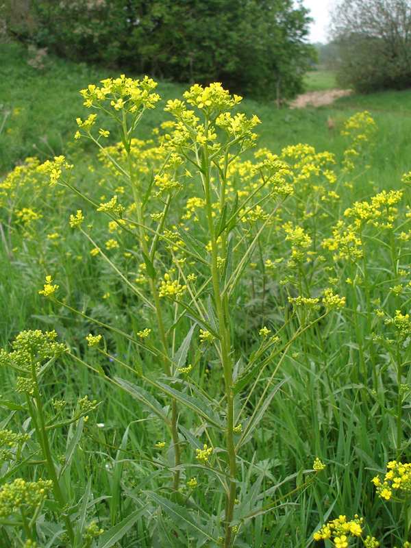 Image of Bunias orientalis specimen.