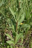 Verbascum blattaria