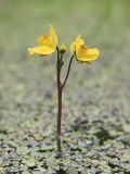 Utricularia australis