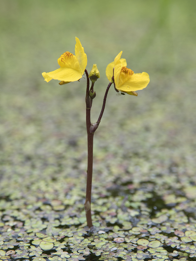 Изображение особи Utricularia australis.