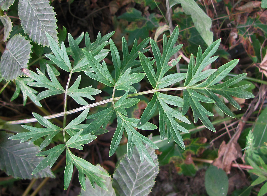 Image of Xanthoselinum alsaticum specimen.