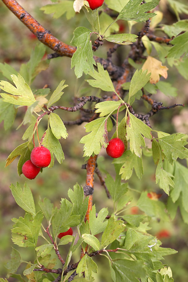 Image of Crataegus turkestanica specimen.