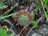 Sempervivum caucasicum. Молодая розетка листьев в трещине между камней. Карачаево-Черкесия, окр. пос. Архыз, хребет Абишира-Ахуба, ≈ 1900 м н.у.м., субальпийский луг. 15.06.2015.