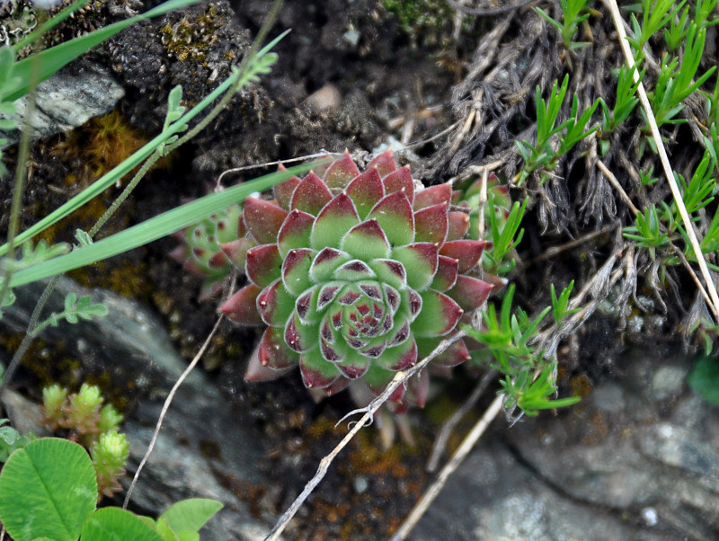 Изображение особи Sempervivum caucasicum.