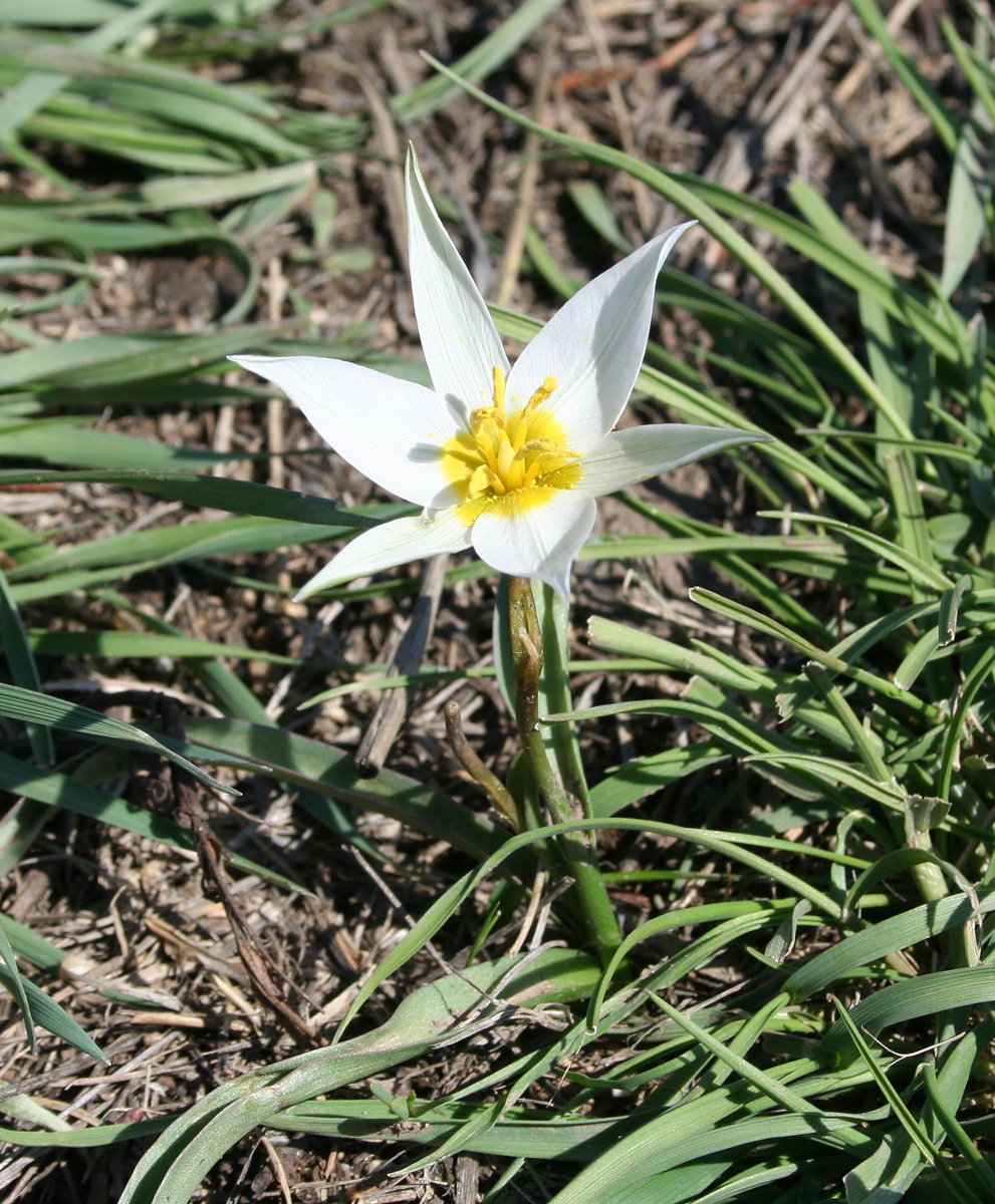 Изображение особи Tulipa patens.
