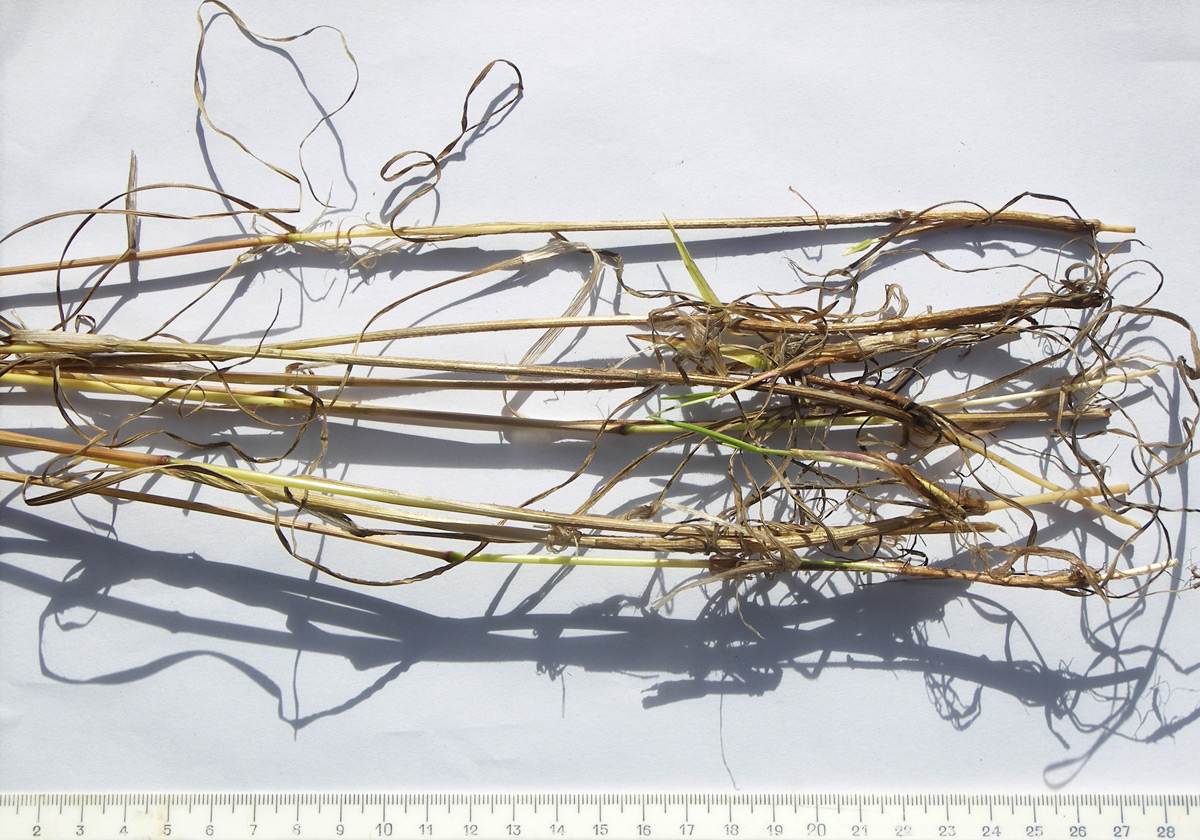 Image of genus Bromopsis specimen.