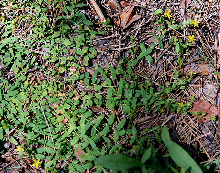 Image of Hypericum humifusum specimen.