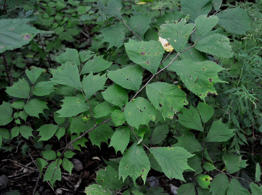 Image of Ulmus laciniata specimen.