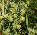 Cynoglossum officinale