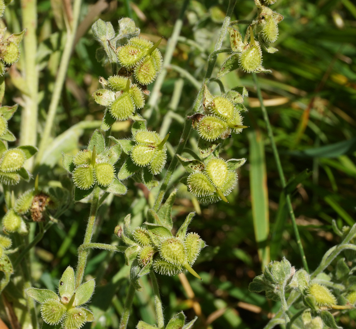 Image of Cynoglossum officinale specimen.