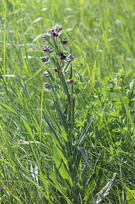 Изображение особи Cynoglossum officinale.