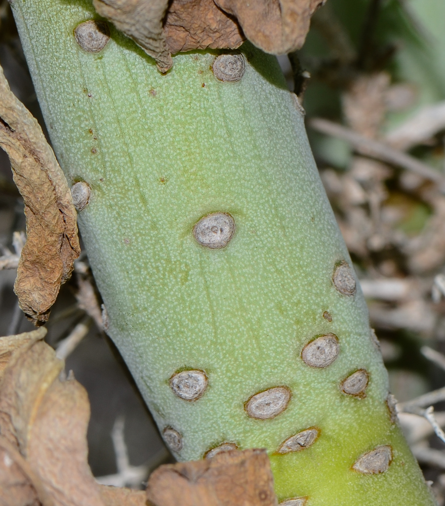 Image of Kleinia neriifolia specimen.