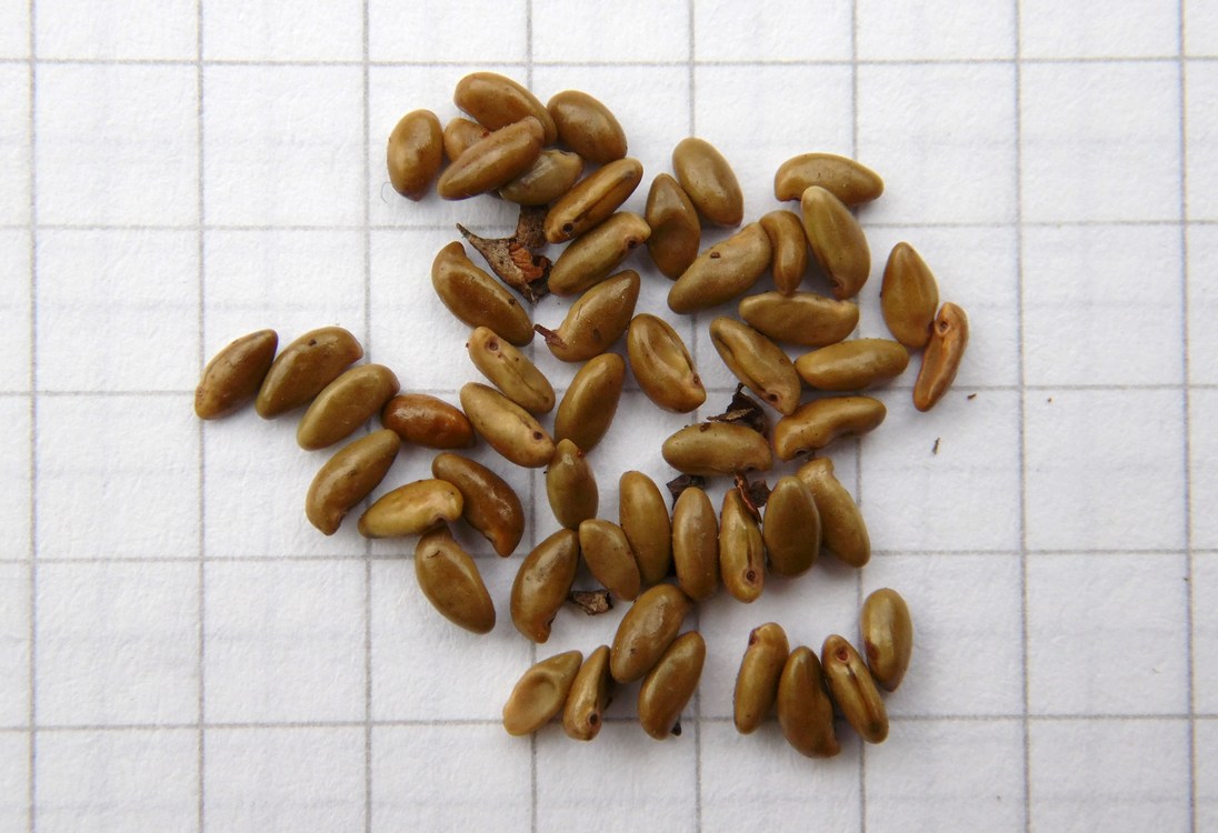 Image of Amorpha fruticosa specimen.