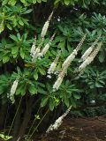 Cimicifuga heracleifolia