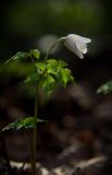 Anemone nemorosa